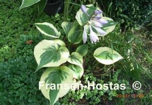 Hosta Tatooine-photo-made-by-Karin-Suckfüll-5.jpg