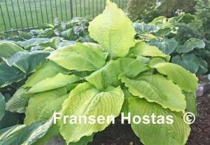 Hosta Sunflower Smiles-photo-made-by-Dan-Wols-2.jpg