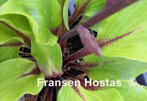 Hosta Cherry Red-photo-made-by-Christina-5.jpg