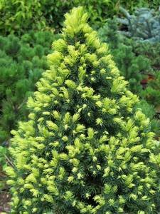 Picea glauca Rainbow End 02.jpg