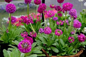 gombos-kankalin-primula-denticulata-corolla-deep-rose.jpg