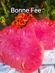 Bonne Fee( Добрая Фея)