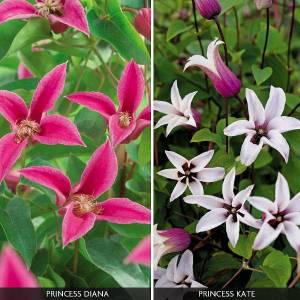 Clematis-Royal-Ladies-Duo.jpg