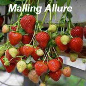 csm_malling_allure__3__6534cc8f87_1_1_1_1-500x500.thumb.jpg.9d9e9f5d0605c622c1ee6e830407afa1.jpg