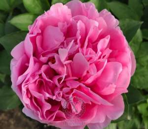 peony-julia-titi-549-3-1600x1600.jpg