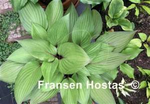 Hosta First Blush-photo-made-by-Birgit-Frank-27.jpg