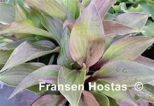 Hosta First Blush-photo-made-by-Tamara-Nowotnak-Janßen-33.jpg