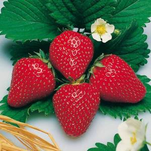 Fragaria-Hummi-Gento.jpg