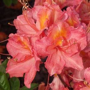 Rhododendron_hybr_Juanita_U_3.jpg