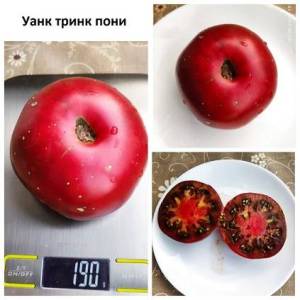 Уанк тринк пони 15.8.24.jpg