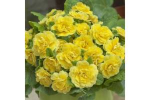 1904186292_BelarinaRosetteButtercupYellow.thumb.jpg.5ff05b2fdf27f32c889a52beac435a10.jpg