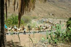 1014880035_caravana-oasis-en-grande-camel-safari-park-la-baranda.jpgconpalmeras.thumb.jpg.ae1a78ec294921547eb8507f191b79d1.jpg