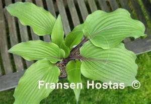 Hosta Liam's Smile-photo-made-by-Justina-Trautmann-13.jpg