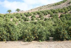 gran-canaria-gc-60-orangen-plantage.thumb.jpg.b0152c878c21e29e354016f31620ab87.jpg