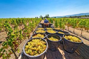 grape-harvest-sherry.thumb.jpg.4ad11129f58d09aac29f7fddb25f6519.jpg