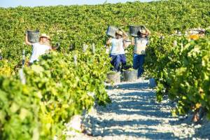 jerez-grape-harvest.thumb.jpg.28948407e2a92b6f59e013e95272df27.jpg