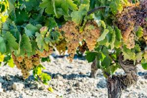 palomino-white-grapes-sherry.thumb.jpg.2e425029e4e873a32e1dc374bbe95f09.jpg