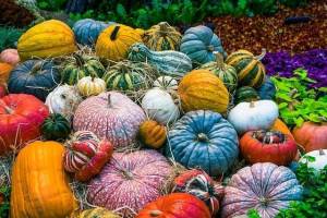 pumpkin-2190584-640-min.thumb.jpg.b93a498831357b432bd51a1d7cf3c9ef.jpg