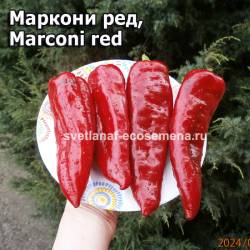 Marconi red.jpg