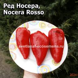 Nocera Rosso-1-2024.jpg