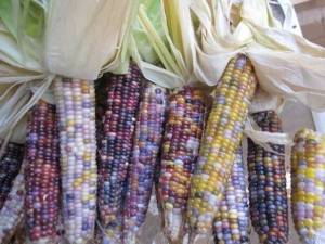 corn5-id12.thumb.jpg.2a4025f03af4858e0709c22cefe0ee5a.jpg