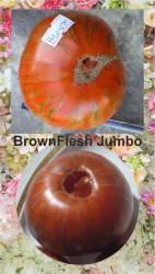 BrownFlesh Jumbo.jpg