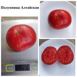 Полунница Алтайская 1.9.24.jpg