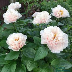 paeonia-blushing-princess3-650x650.jpg