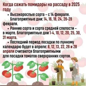 календарь посева томатов 2025.jpg