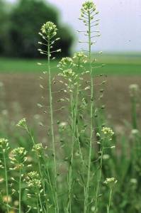 800px-Camelina_sativa_eF.thumb.jpg.36a4c00c1e8b5b06b14863c871937b76.jpg