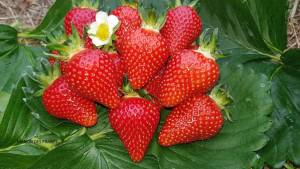 Fraisier-Manon-des-Fraises-Fruits-scaled-1920x1080.jpg