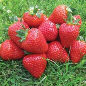 malling-pegasus-strawberries.jpg