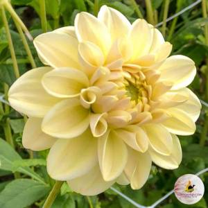 Dahlia-Caramel-Antique-2.thumb.jpg.1650e7fca37c59051fbe2817f465396e.jpg