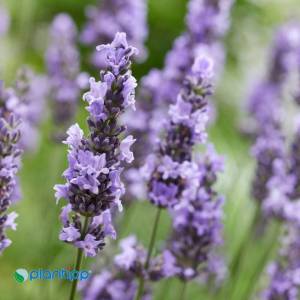 Lavandula-Sensational-3.jpg