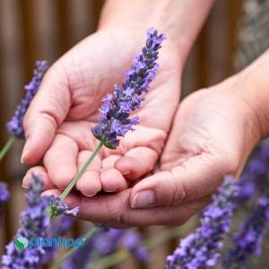 Lavandula-Sensational-6.jpg