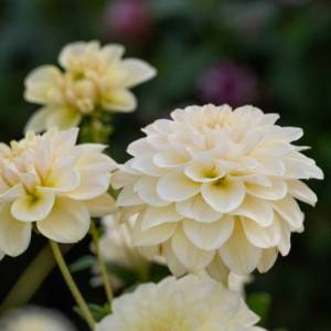 dahlia-caramel-antique-11089.jpg