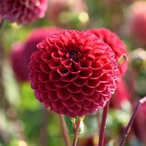 dahlia-cornel-10148.jpg