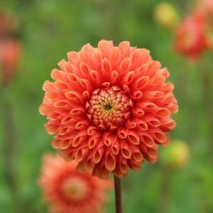 dahlia-jowey-linda-10652.jpg