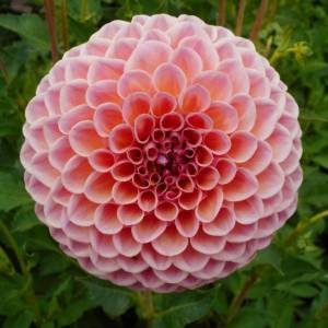 dahlia-jowey-winnie-10718.jpg