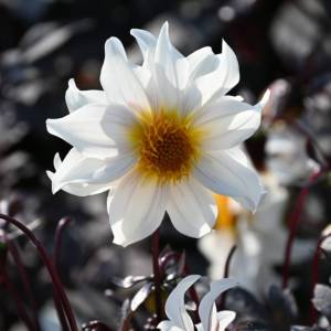 dahlia-little-swan-11281.jpg