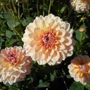 dahlia-maya-10604.thumb.jpg.5031a4673ab8a5db131781f4de775d78.jpg