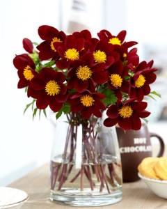 dahlia-mexican-star-7.jpg