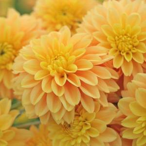 img_2402_bocherelle_dahlia_vierkant.thumb.jpg.d56697589335a2ebf22e1996ad92a28d.jpg