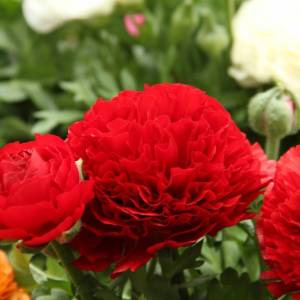 ranunculus-asiaticus-aviv-rood-10528.jpg