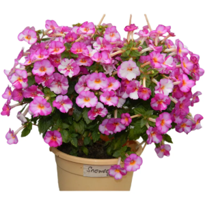 image.thumb.png.eb4134dc6d2e65a2e999c9725f6b6c81.png