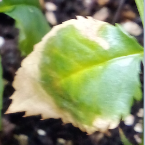 image.thumb.png.2629113be3accb50b1a20384851eca0c.png
