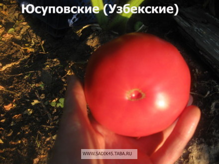 Юсуповский помидор описание сорта фото