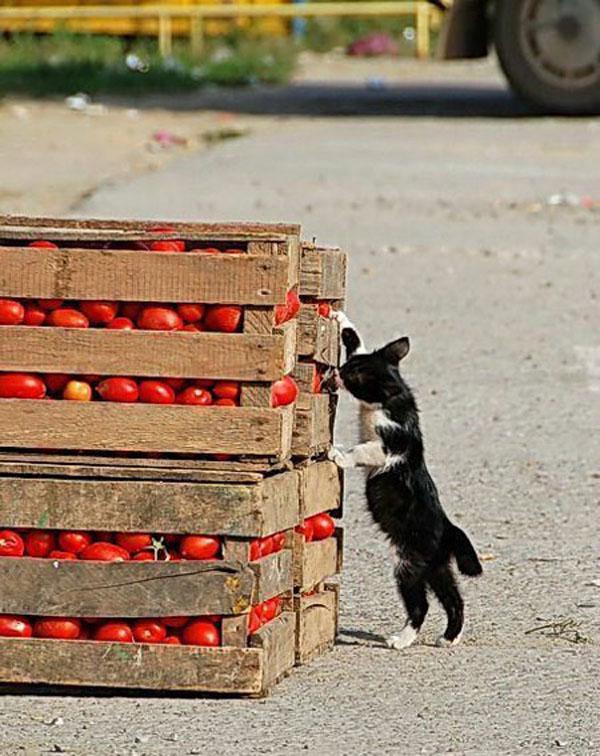 Можно котам помидор. Коты и помидоры. Котик помидор. Кот томат. Кот и помидоры фото.