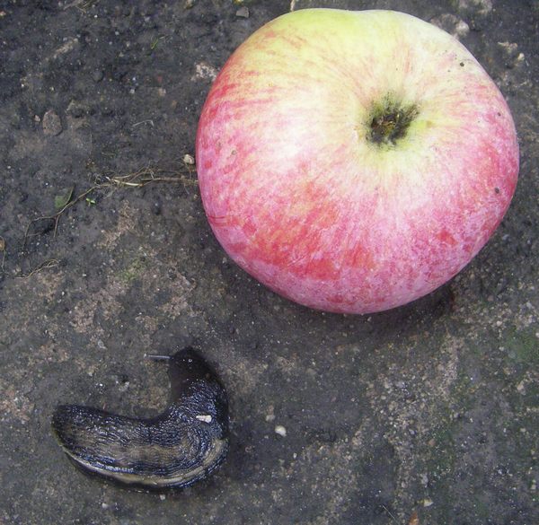 Фото яблони сорт бельфлер китайка описание фото