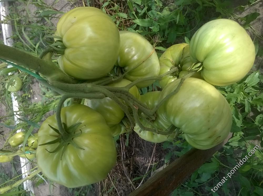 Сорт балерина. Балерина томат отзывы и фото.